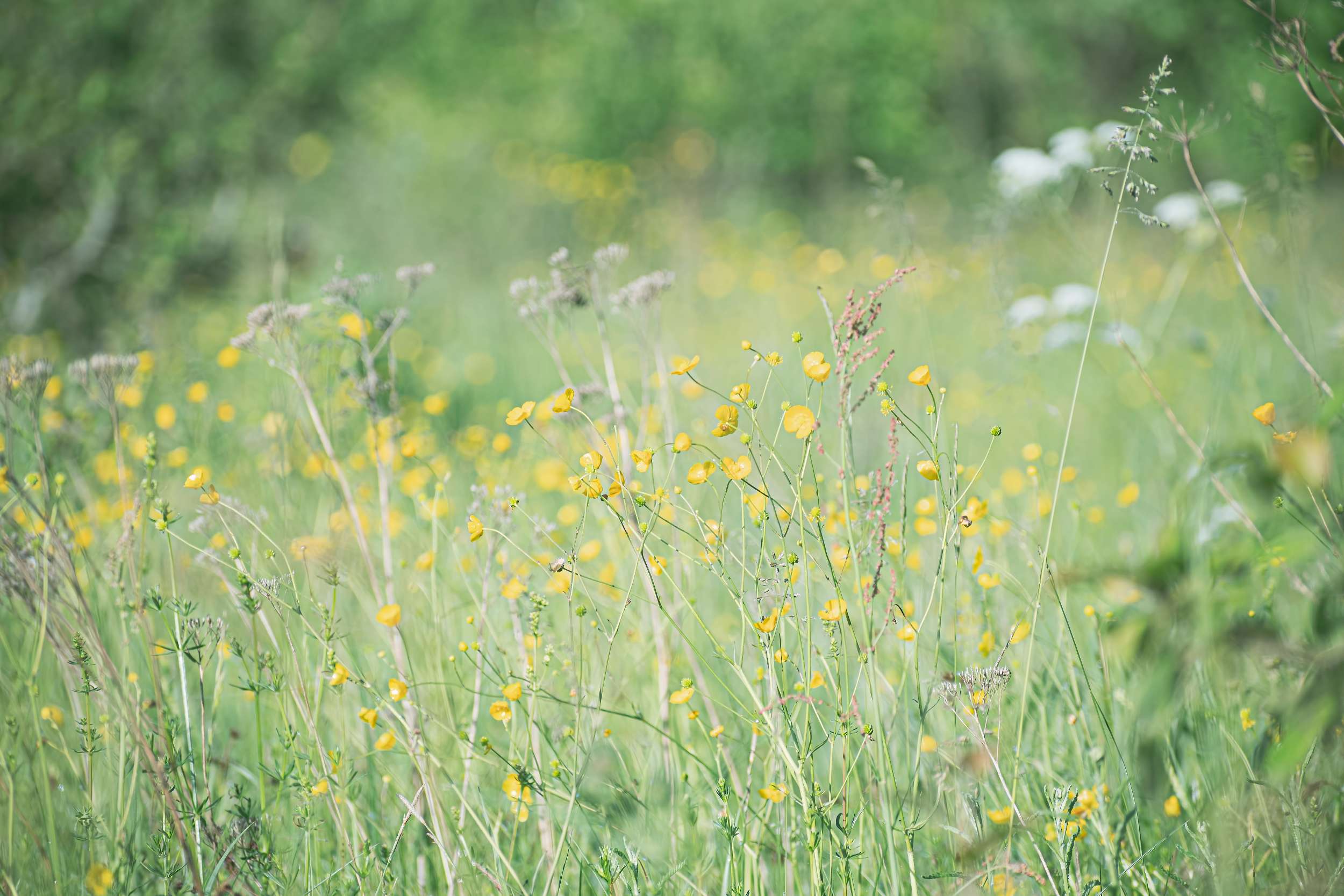 Acid Grassland Wildflower