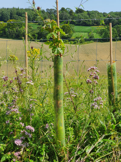 Bio Spiral Tree Guards
