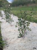 BioWool® Weed Suppressant Mulch Mats