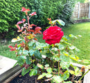 Blooming Brilliant Rose Food Fertiliser 5:5:10 + 0.6Fe + 0.6Mg 25kg