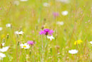 Calcareous Grassland Wildflower