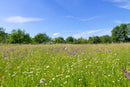 Classic Meadow Wildflower Mix