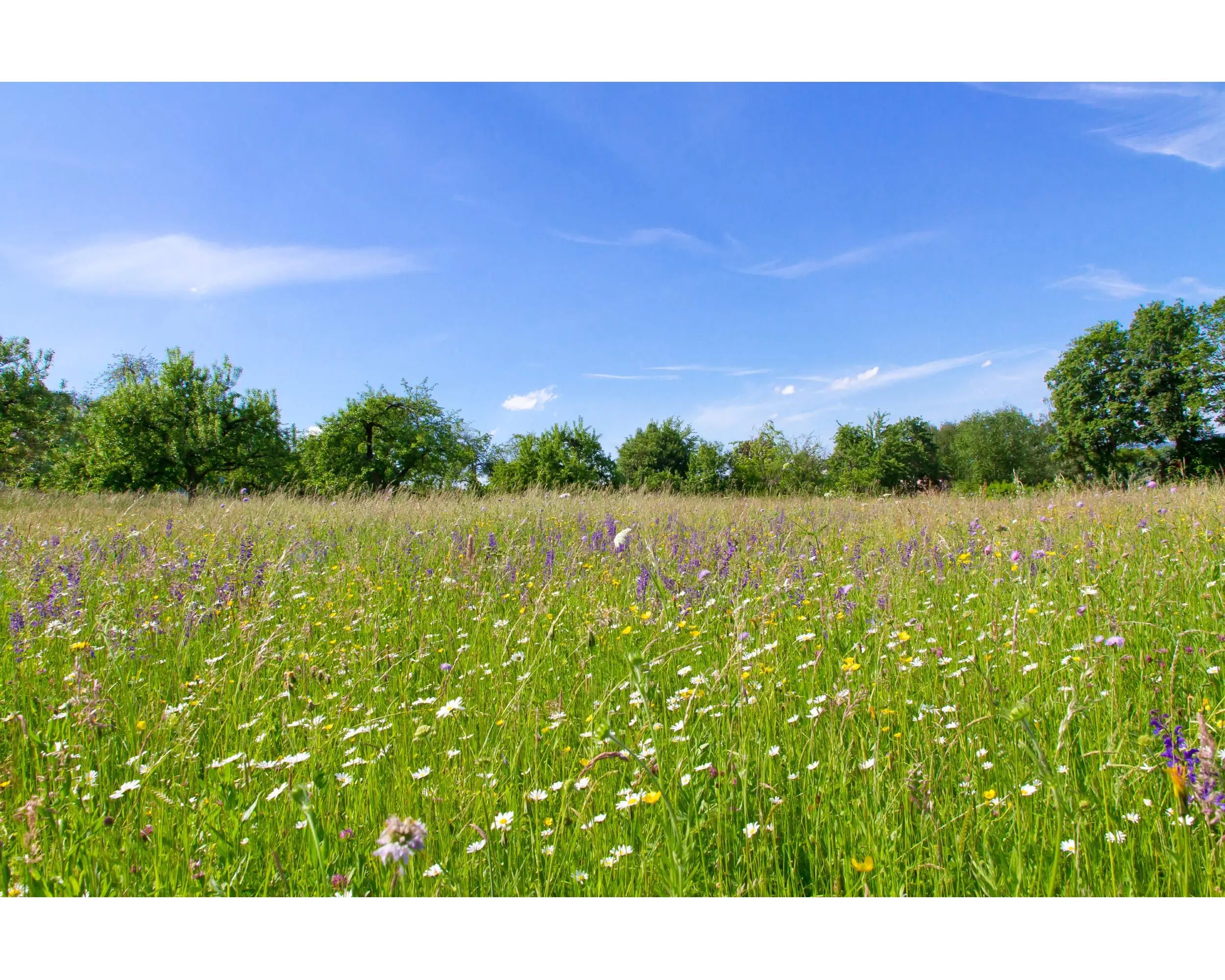 Classic Meadow Wildflower