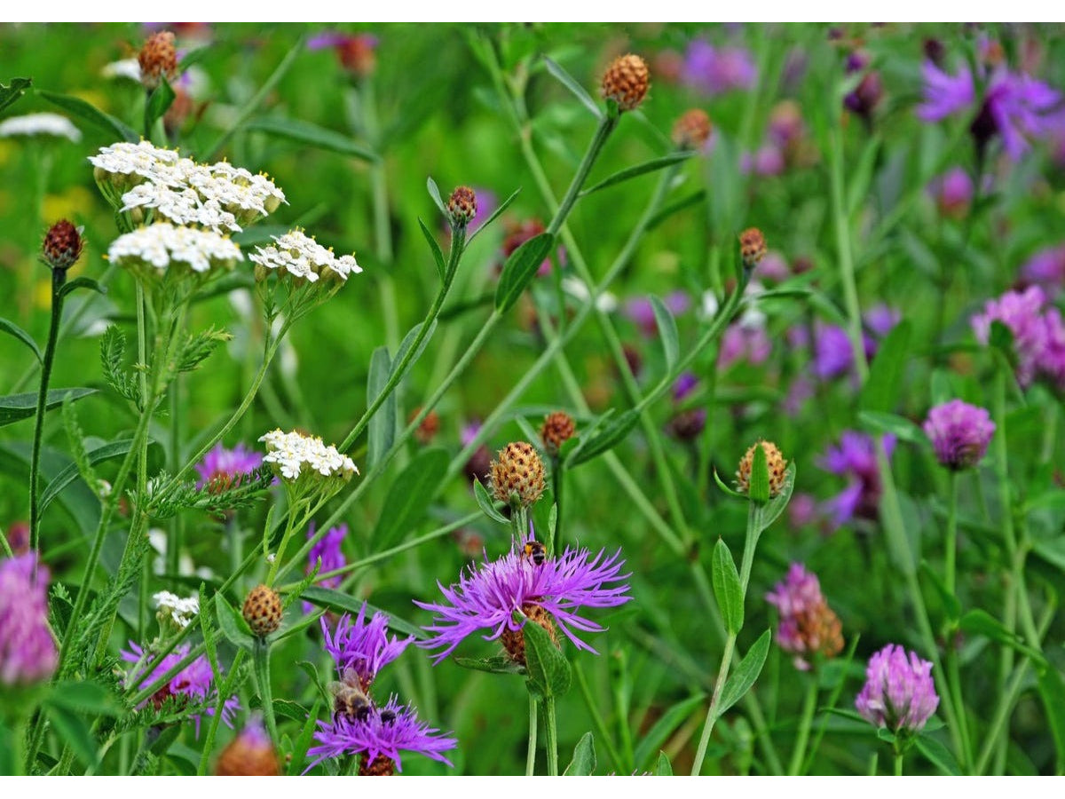 Classic Meadow Wildflower