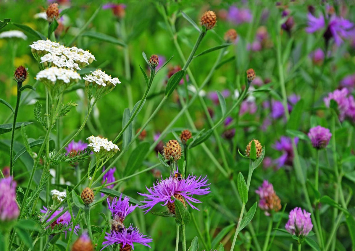 Classic Meadow Wildflower