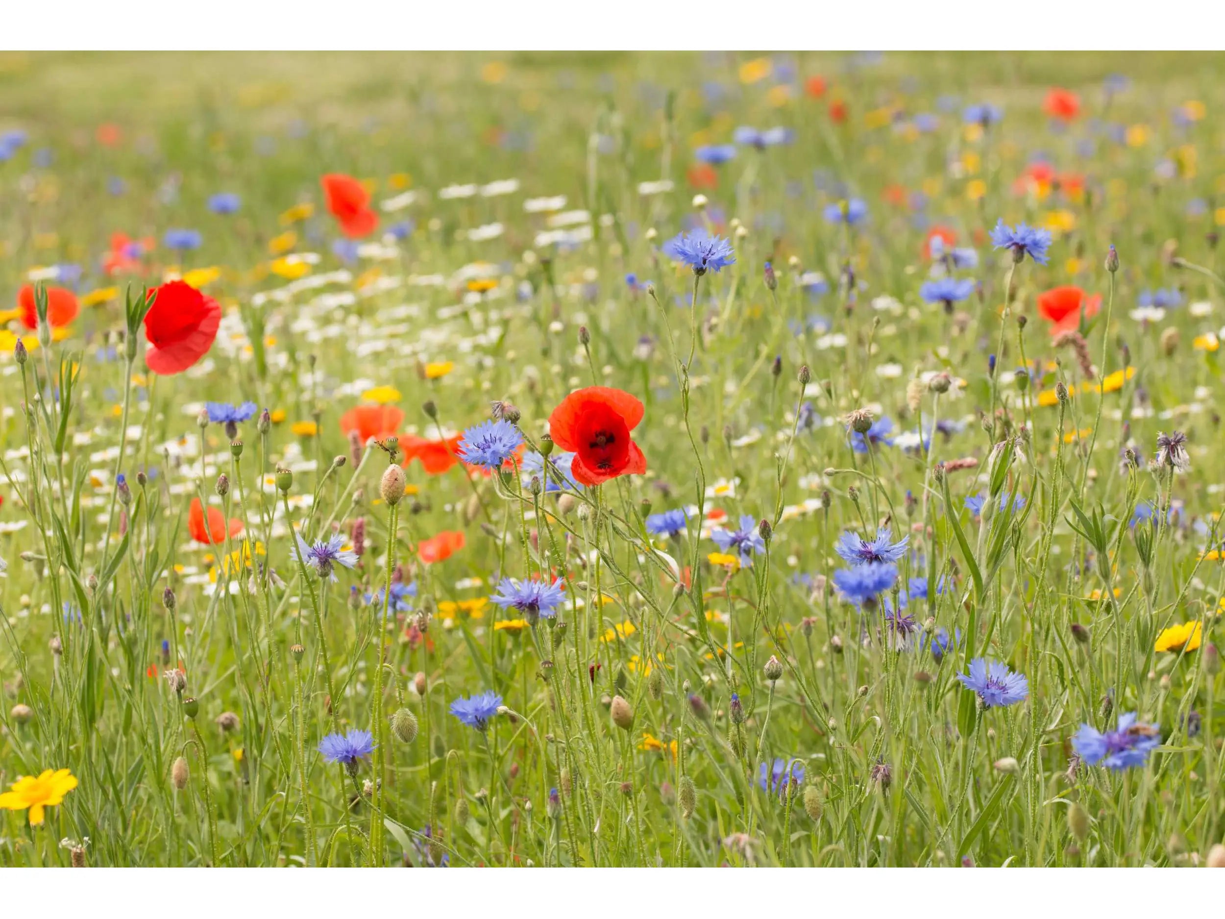 Cornfield Annuals Wildflower