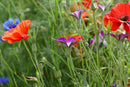 Cornfield Annuals Wildflower