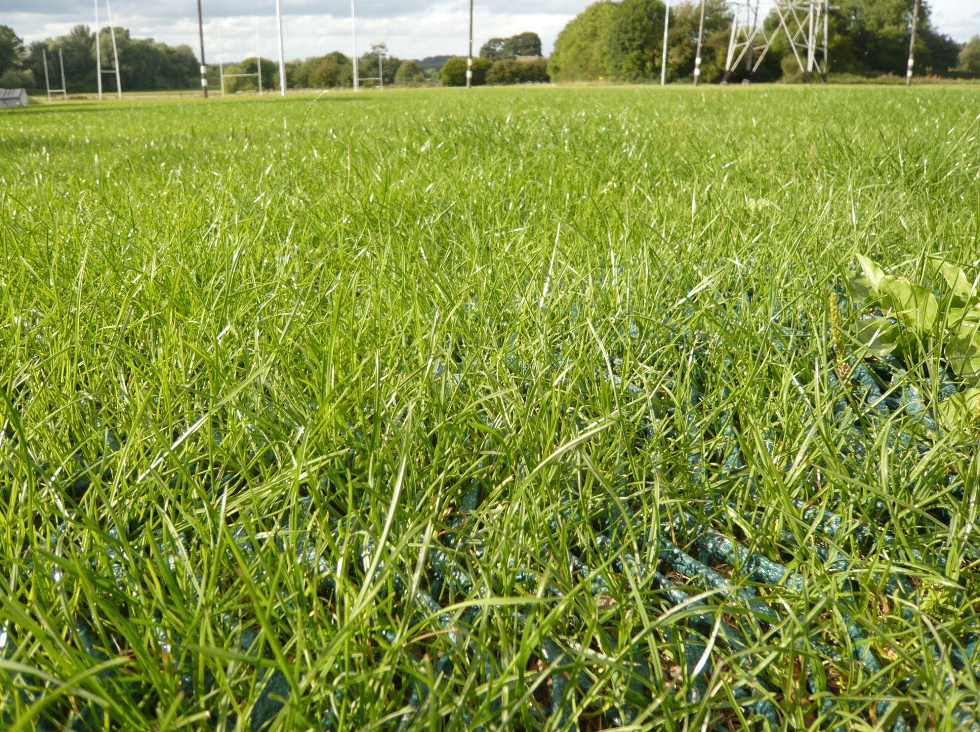 Grass Reinforcement Mesh Heavy Duty in grass