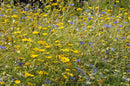 High Nutrient Soils Annuals Perennials Wildflower