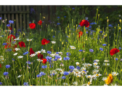 High Nutrient Soils Annuals Perennials Wildflower