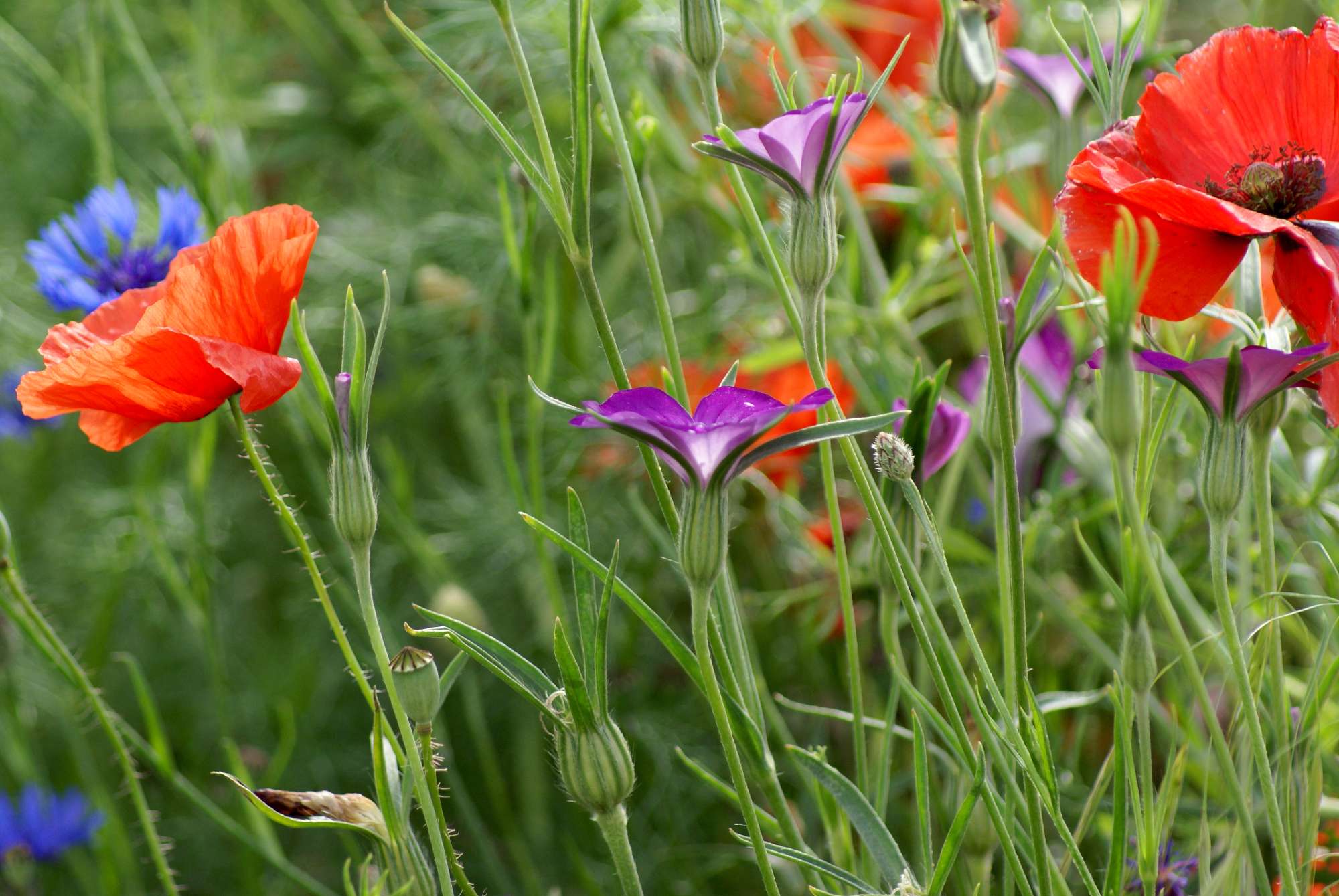 High Nutrient Soils Annuals Perennials Wildflower