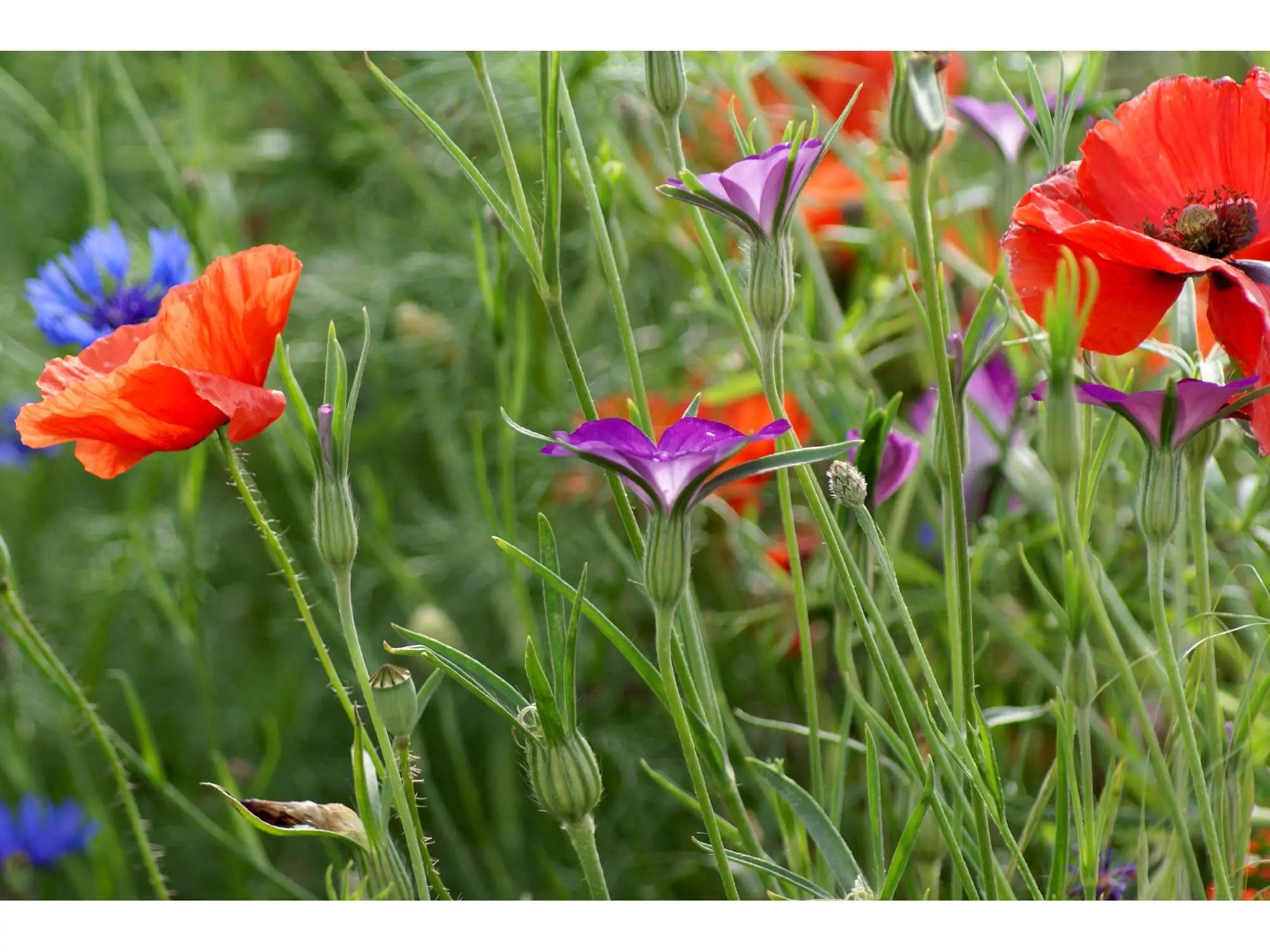 High Nutrient Soils Annuals Perennials Wildflower