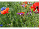 High Nutrient Soils Annuals Perennials Wildflower