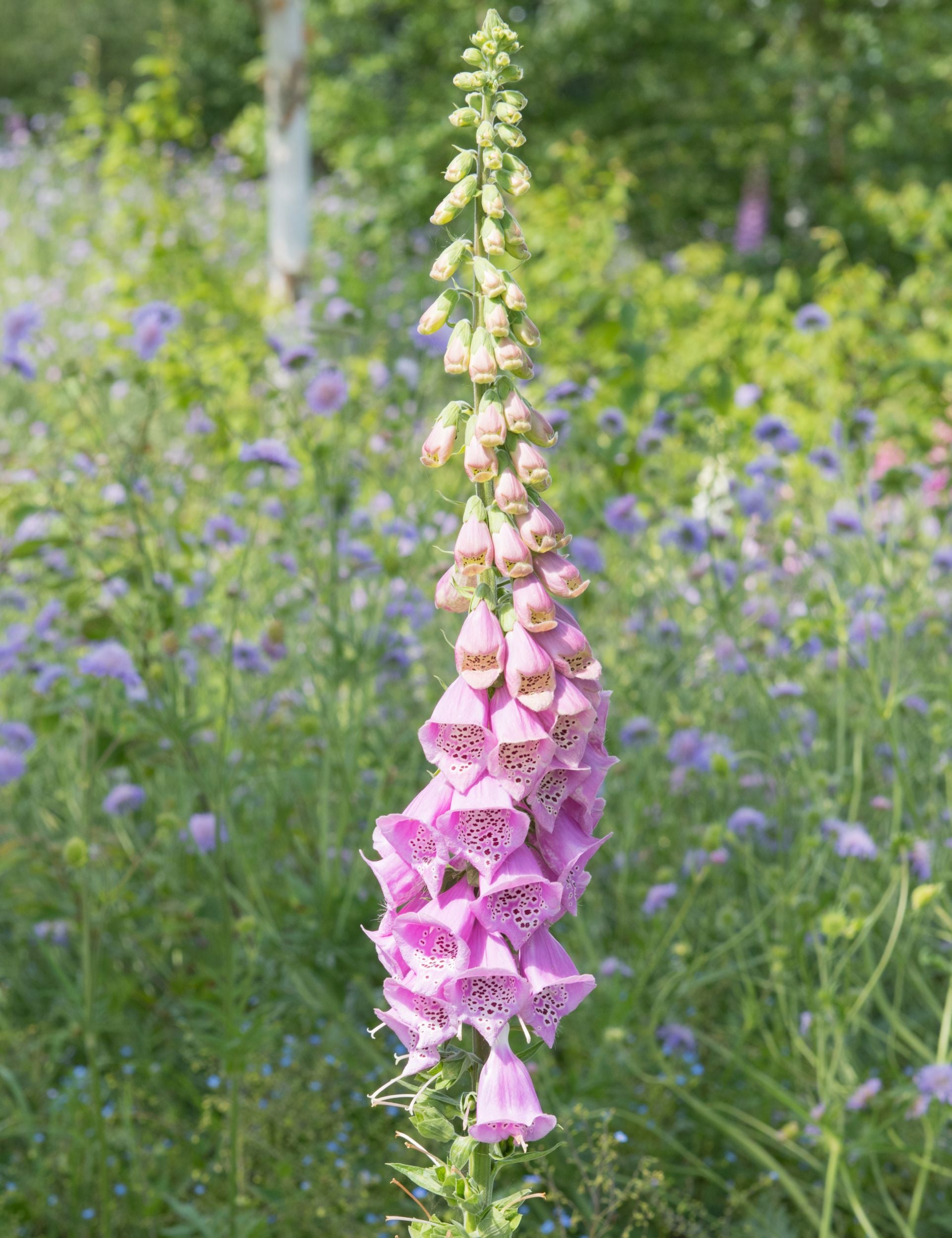 Shade Hedgerow Woodland Wildflower