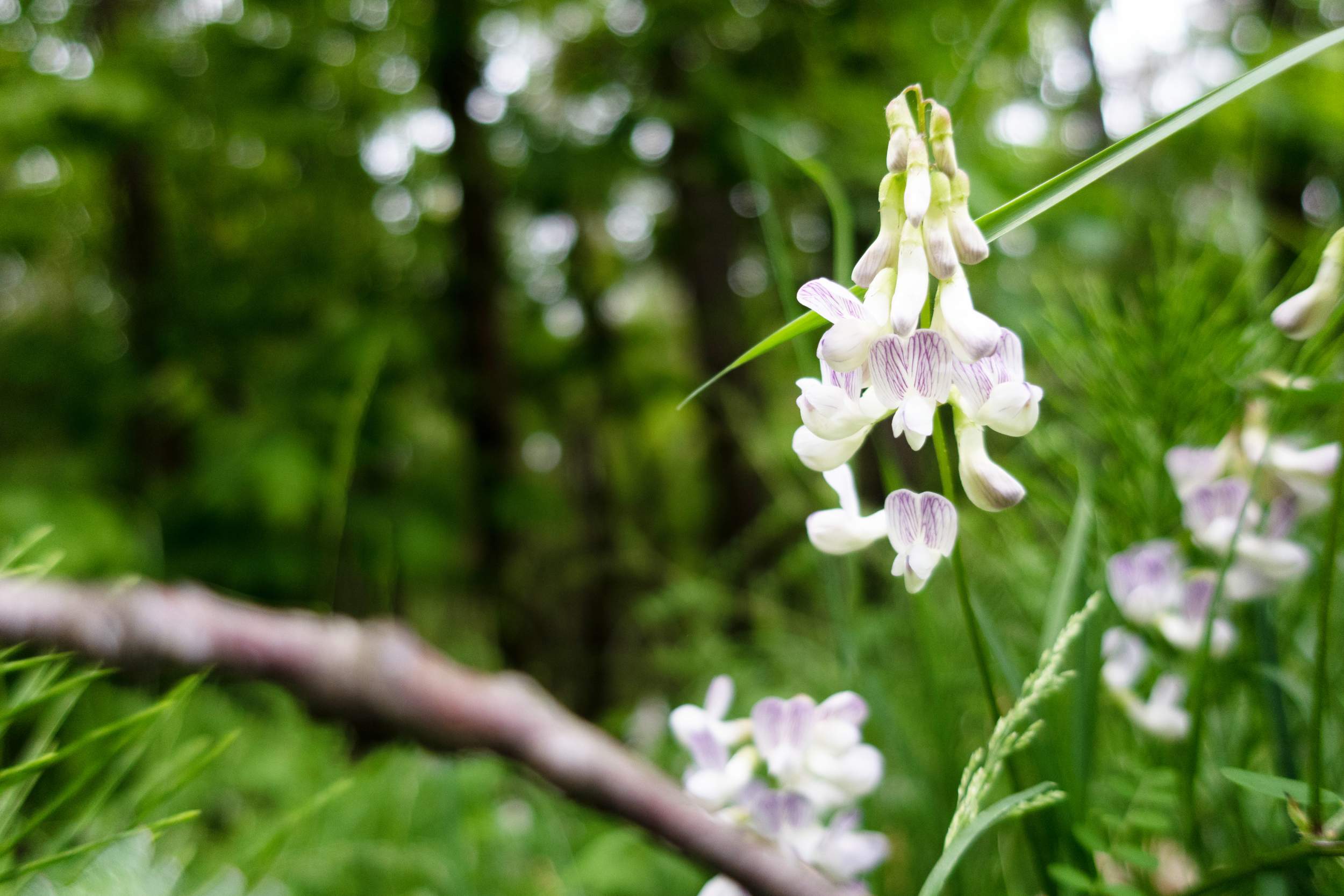 Shade Hedgerow Woodland Wildflower