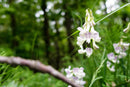 Shade Hedgerow Woodland Wildflower