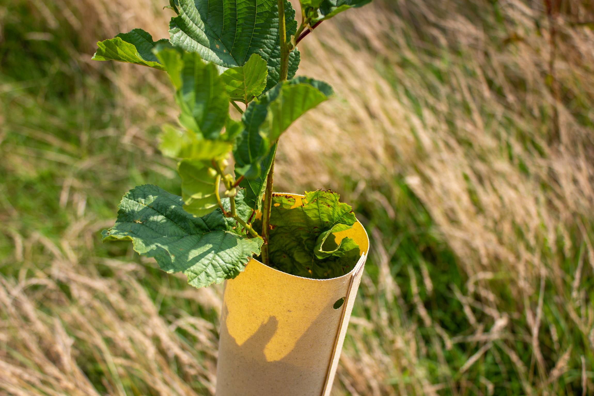 Tree Hugger™ Biodegradable Shelters