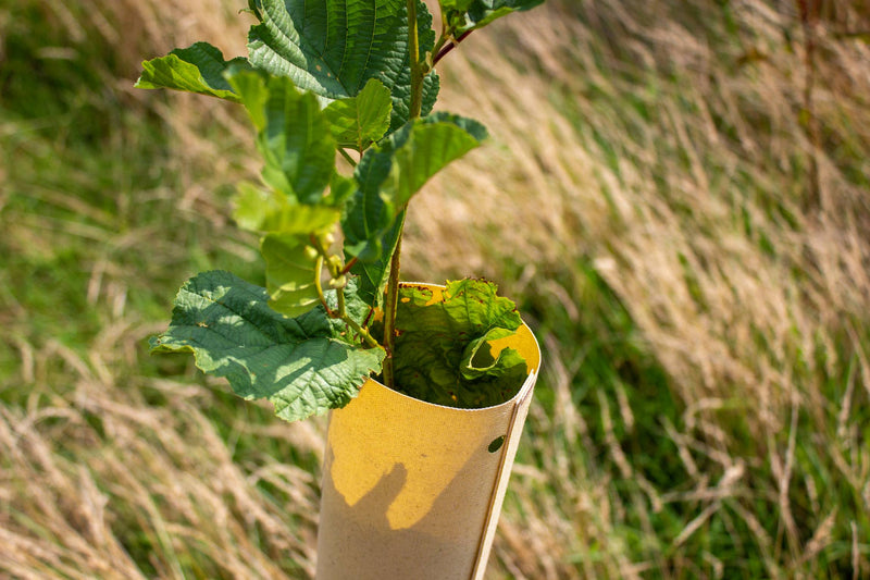 Trees Biodegradable Tree Hugger™ Biodegradable Shelters And Guards | Amenity Choice