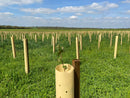 Tree Hugger™ Biodegradable Shelters