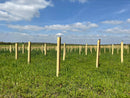 Tree Hugger™ Biodegradable Shelters