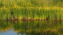 Wetland Pond Edge Wildflower