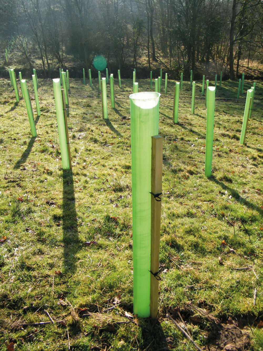 Whiptec Standard Tree Shelter | Amenity Choice