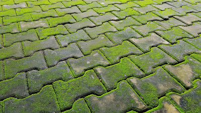 Hard Surface Moss Cleaners
