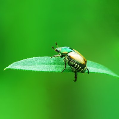 Pest & Insect Control