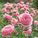 Blooming Brilliant Rose Food Fertiliser 5:5:10 + 0.6Fe + 0.6Mg 25kg