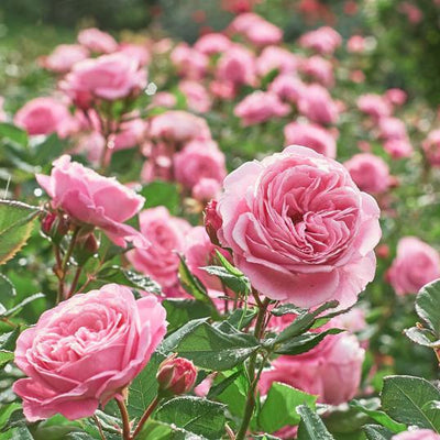 Blooming Brilliant Rose Food Fertiliser 5:5:10 + 0.6Fe + 0.6Mg 25kg