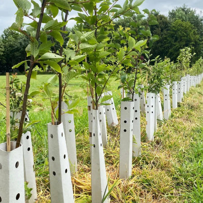 Tree & Hedge Planting