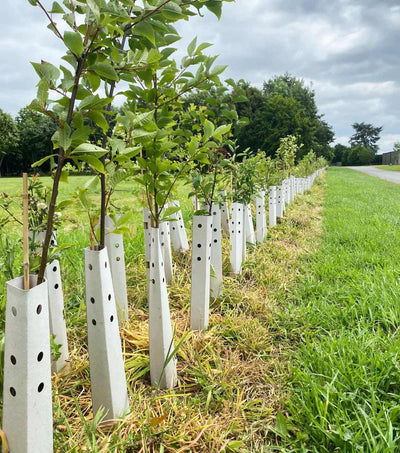 Tree & Hedge Planting