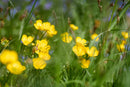 Acid Grassland Wildflower