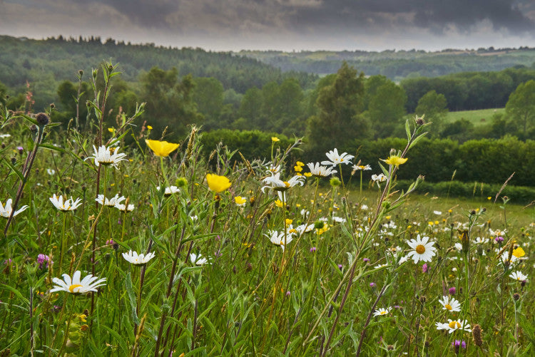 Acid Grassland Wildflower