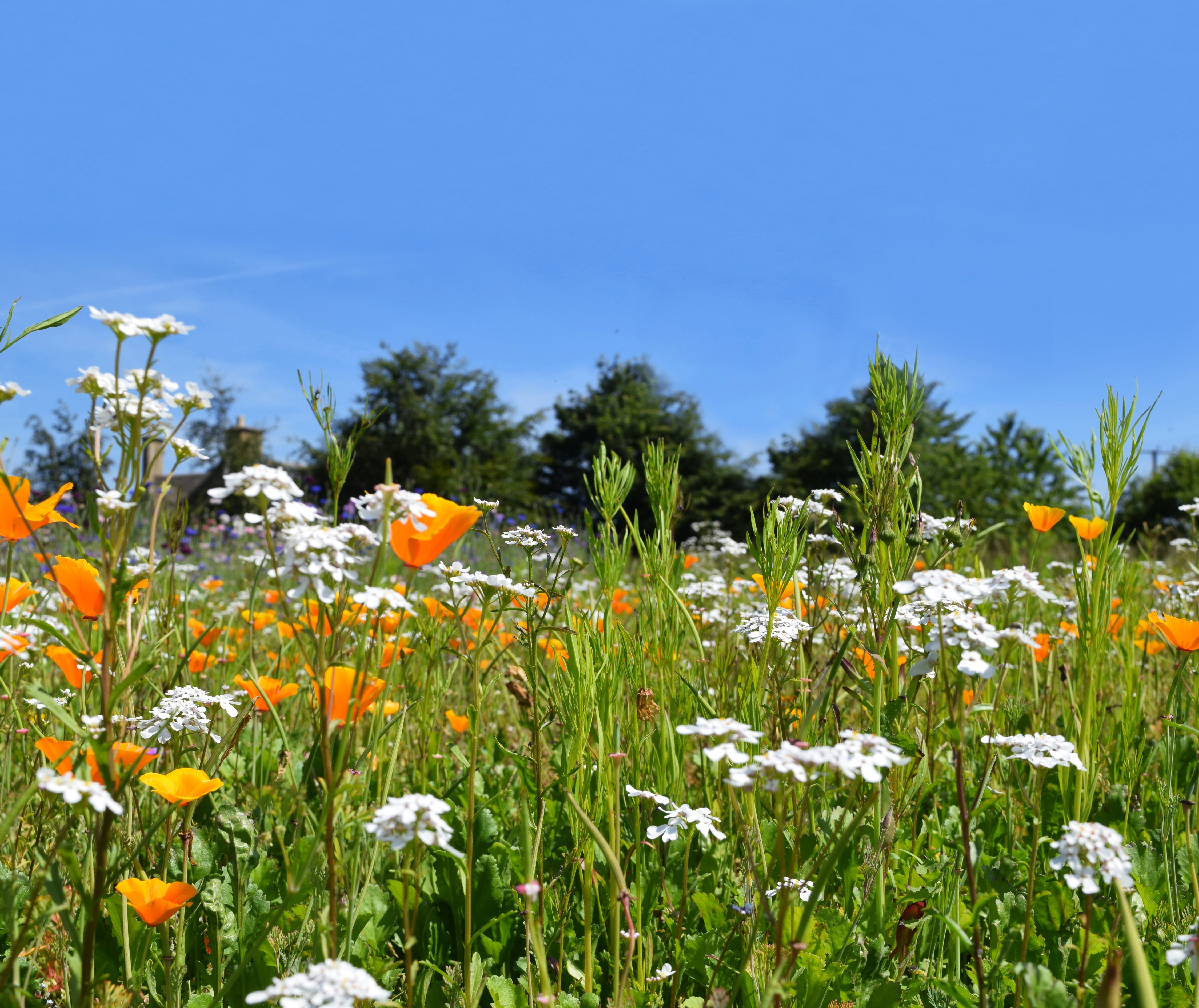 Colour Boost Amenity Flowers: Biodiversity 1 kg