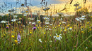 Classic Meadow Wildflower Mix