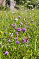 Floodplain Meadow Wildflower Mix 1kg