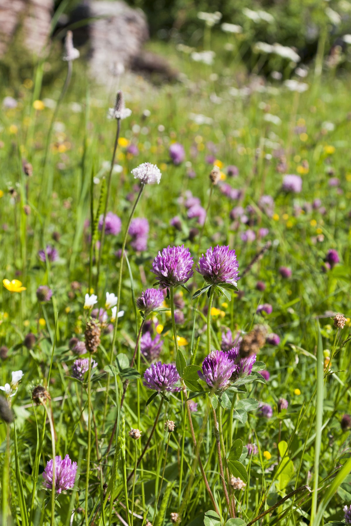 Floodplain Meadow Wildflower Mix 1kg | Amenity Choice