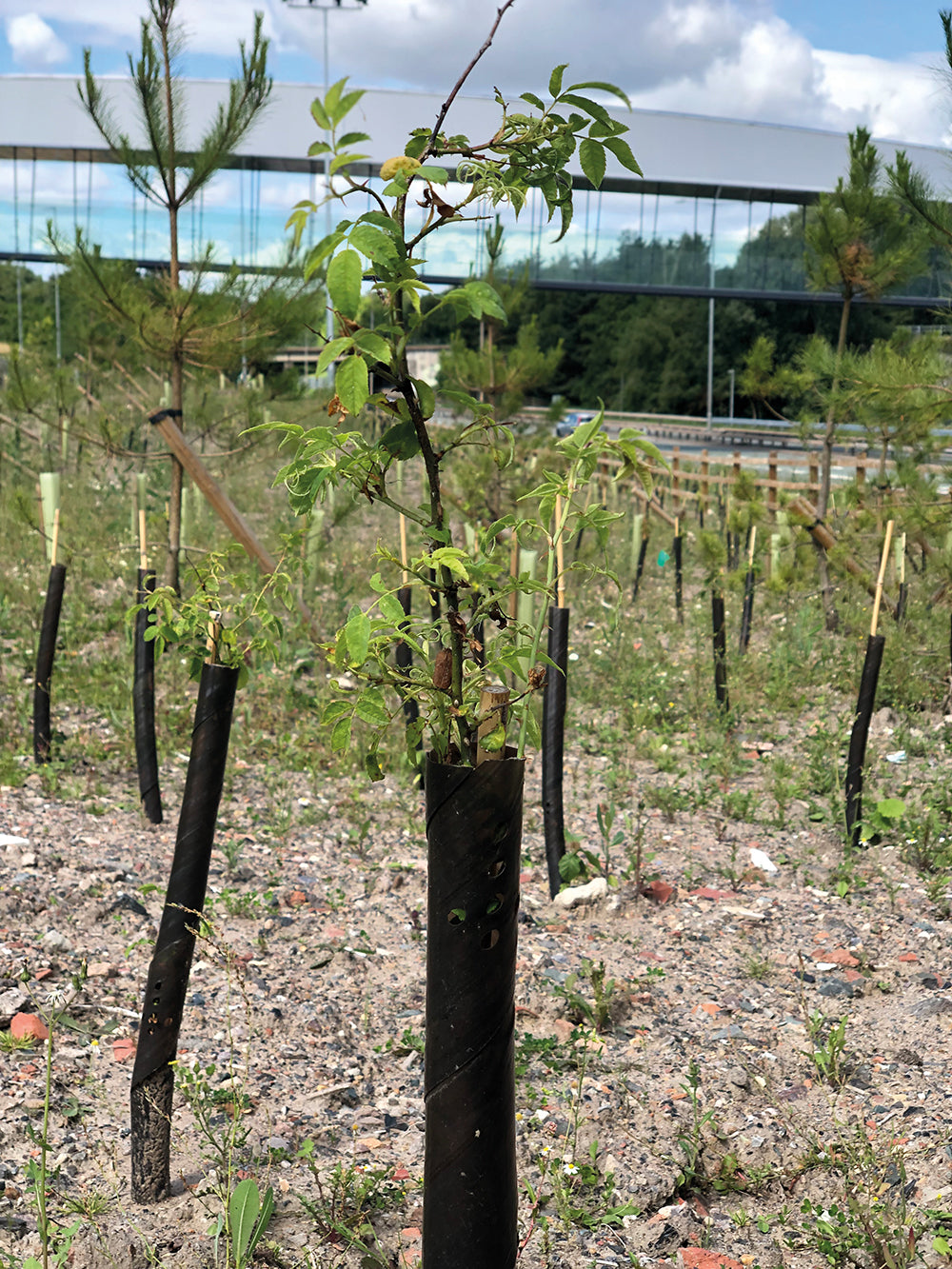 Spiral Tree Guards (per 250)